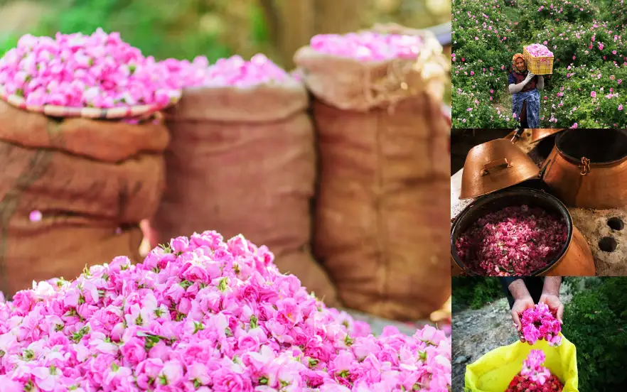 فروش ویژه گلاب مرغوب صادراتی با شرکت فولاد گل